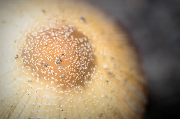 Obrázek ze série nature — Stock fotografie