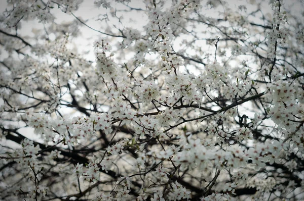 Immagine dalla serie natura — Foto Stock