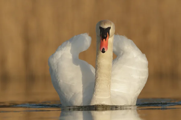 Bild från naturen-serien — Stockfoto