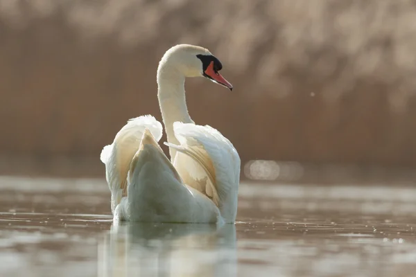 Billede fra naturen serien - Stock-foto