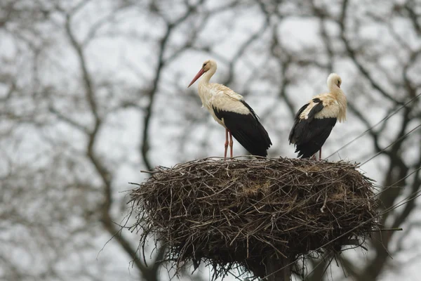 Bild från naturen-serien — Stockfoto