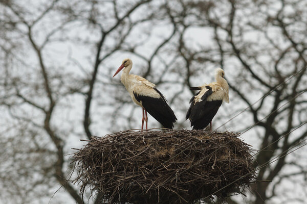  image from nature series