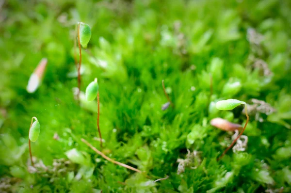 Obraz z serii natura — Zdjęcie stockowe