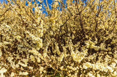  görüntü doğa serisi