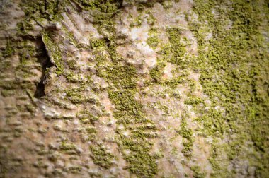  görüntü doğa serisi