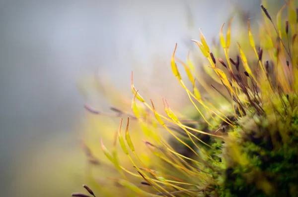 Bild aus der Natur-Serie — Stockfoto