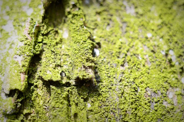 Bild från naturen-serien — Stockfoto