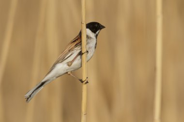 görüntü doğa serisi