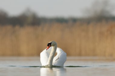 görüntü doğa serisi