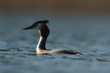 görüntü doğa serisi