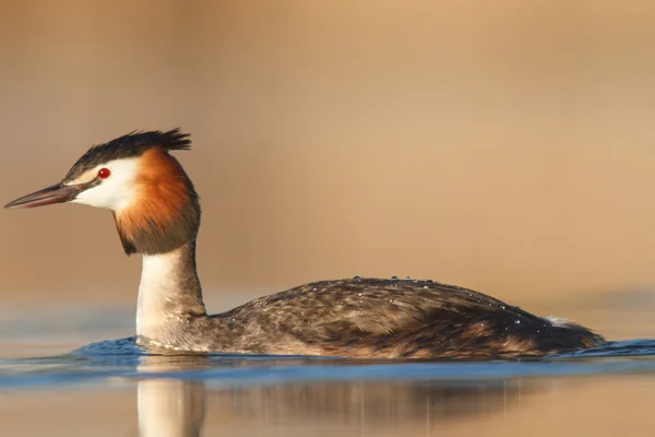 Imagem da série natureza — Fotografia de Stock