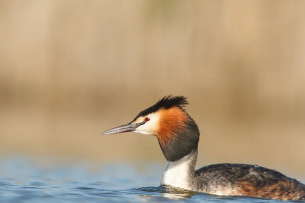 Beeld uit natuur-serie — Stockfoto