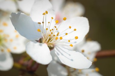 görüntü doğa serisi