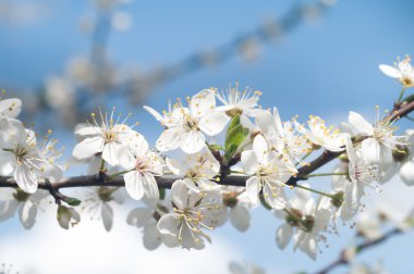 görüntü doğa serisi