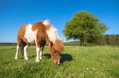 görüntü doğa serisi