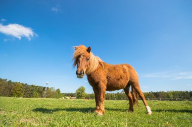 görüntü doğa serisi