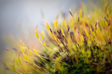 görüntü doğa serisi
