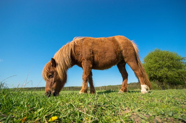 Image from nature series — Stock Photo, Image