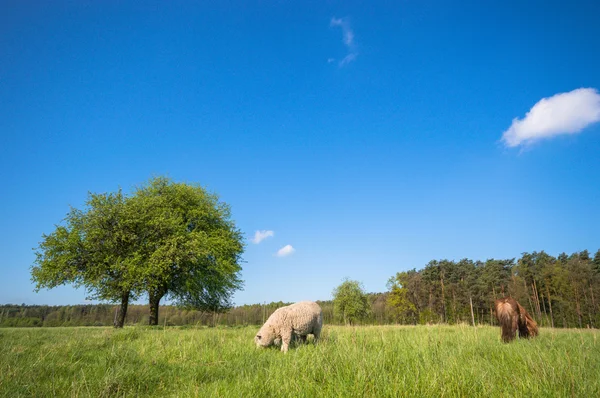 Imagen de la serie naturaleza — Foto de Stock