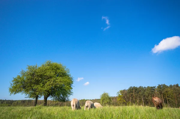 Immagine dalla serie natura — Foto Stock