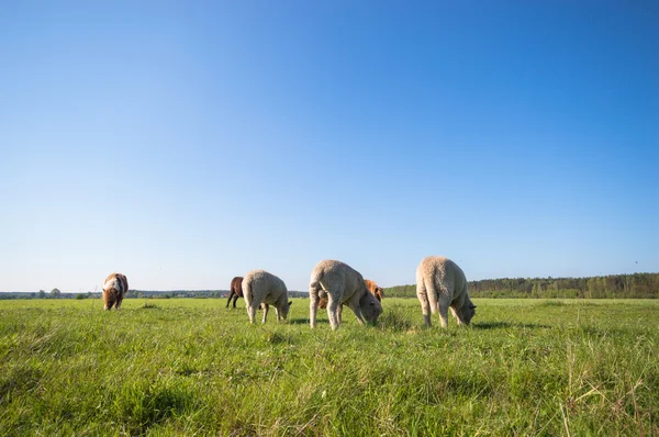 Beeld uit natuur-serie — Stockfoto