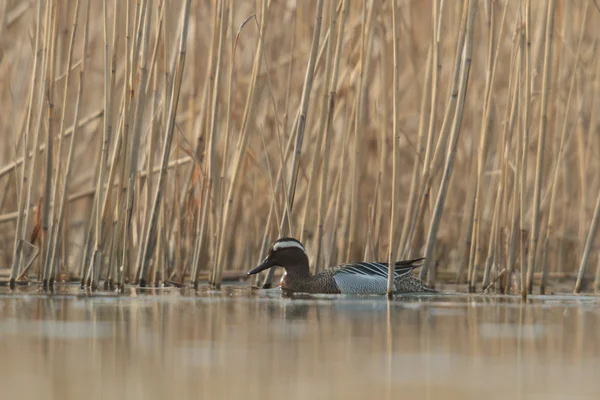 Image de la série nature — Photo