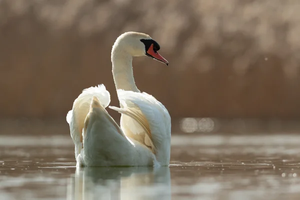 Immagine dalla serie natura — Foto Stock