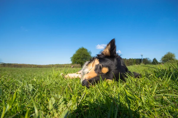 Beeld uit natuur-serie — Stockfoto