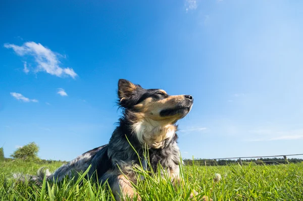 Beeld uit natuur-serie — Stockfoto