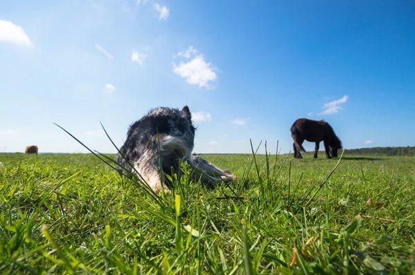 Bild från naturen-serien — Stockfoto