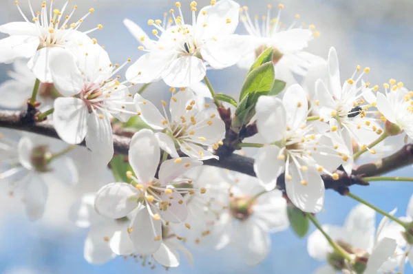 Obraz z serii natura — Zdjęcie stockowe