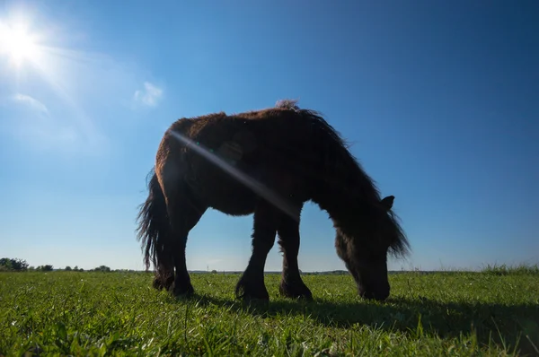 Image from nature series — Stock Photo, Image