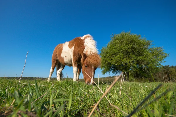 Image from nature series — Stock Photo, Image