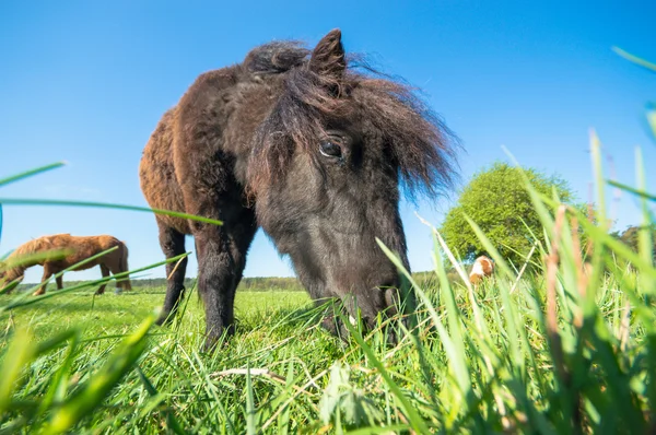 Bild från naturen-serien — Stockfoto