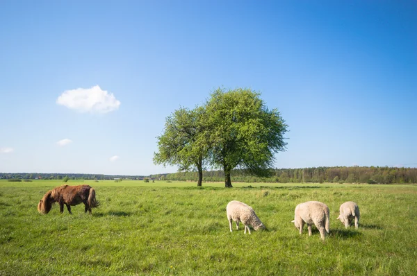 Imagen de la serie naturaleza —  Fotos de Stock