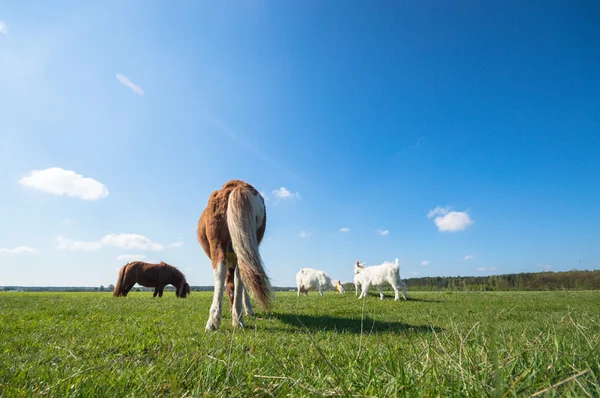 Bild från naturen-serien — Stockfoto