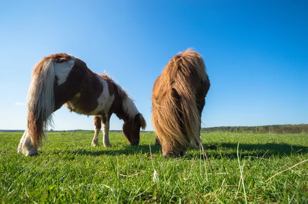 Bild från naturen-serien — Stockfoto