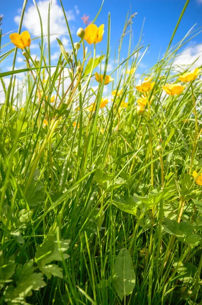 Immagine dalla serie natura — Foto Stock