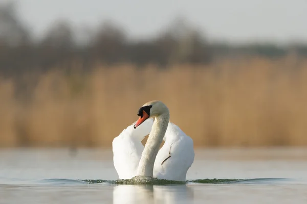 Obraz z serii natura — Zdjęcie stockowe