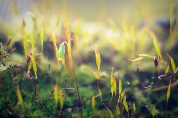 Immagine dalla serie natura — Foto Stock