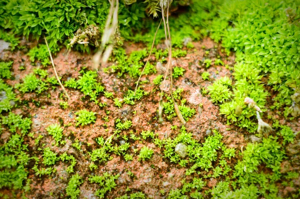 görüntü doğa serisi