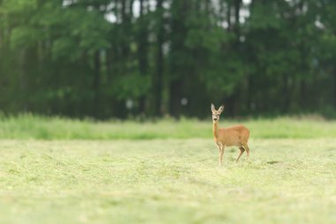 esir içinde geyik, bir kafes geyik, Doğa Serisi
