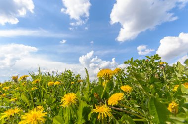Renkli bir arkaplan olarak çiçekler, makro fotoğraf, doğa serisi