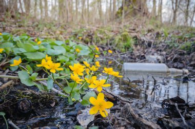 çiçekler gibi bir renkli arka plan, çöp, kirlilik, çevre, Doğa Serisi