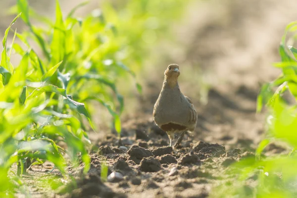 Landwirtschaftlicher Bereich Natur Und Landwirtschaft — Stockfoto