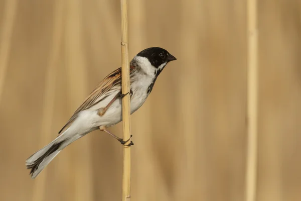 Dziki Ptak Siedliskach Przyrodniczych Seria Natura — Zdjęcie stockowe