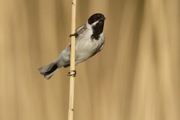 Doğal Ortamdaki Vahşi Kuş Doğa Serisi — Stok fotoğraf