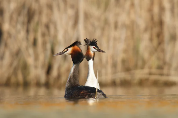 Vilda Fåglar Naturliga Livsmiljöer Naturserier — Stockfoto