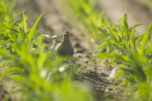 Wild Bird Natural Habitat Nature Series — Stock Photo, Image