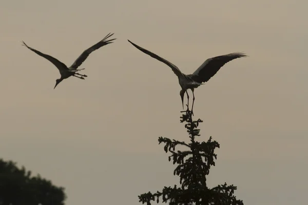 Muitas Aves Seu Habitat Natural Série Natureza — Fotografia de Stock